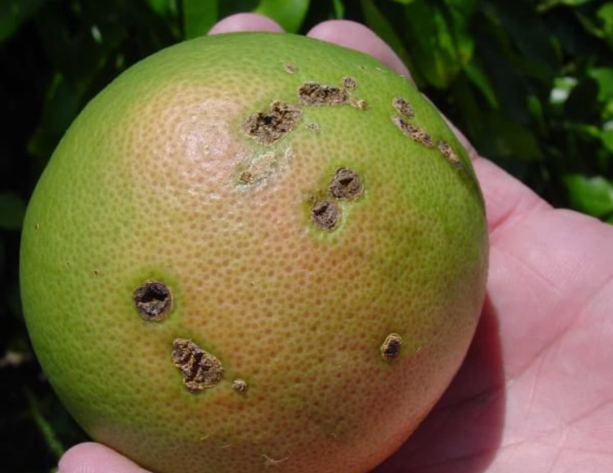 citrus disease florida